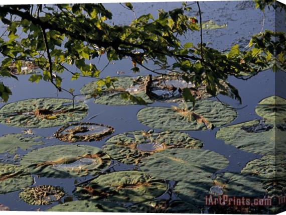 Raymond Gehman Water Lily Pads on The Surface of Hematite Lake Stretched Canvas Print / Canvas Art