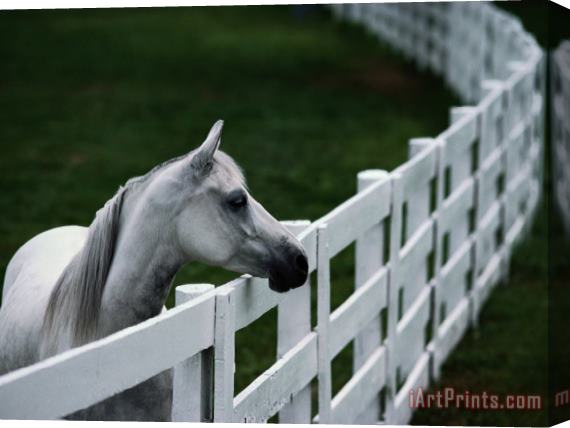 Raymond Gehman White Horse Staring Over a Wooden Fence Stretched Canvas Print / Canvas Art