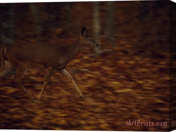 Raymond Gehman White Tailed Deer Doe Running Along The Debord Falls Trail at Dusk Stretched Canvas Print / Canvas Art