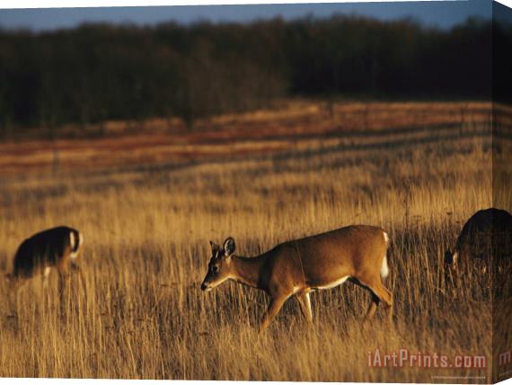 Raymond Gehman White Tailed Deer Eating in a Meadow Stretched Canvas Print / Canvas Art
