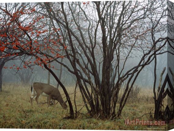 Raymond Gehman White Tailed Deer Forages Near a Serviceberry Tree Stretched Canvas Painting / Canvas Art