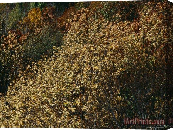 Raymond Gehman Wild Cherry Tree Leaves Blowing in The Wind Stretched Canvas Print / Canvas Art
