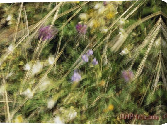 Raymond Gehman Wildflowers And Sedges in an Alpine Meadow Blowing in The Breeze Stretched Canvas Painting / Canvas Art