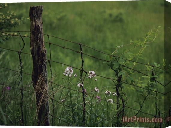 Raymond Gehman Wildflowers And Vines Growing in an Old Fence Topped with Barbed Wire Stretched Canvas Print / Canvas Art