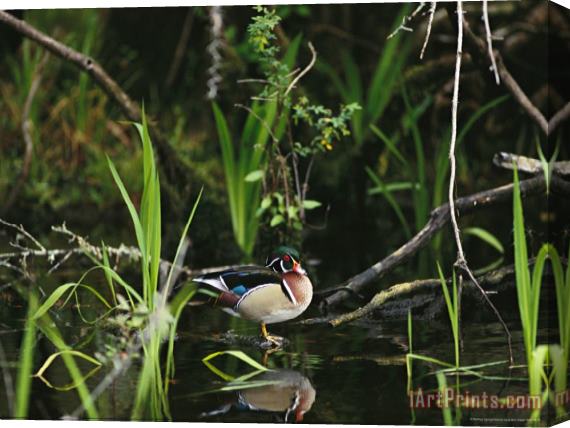 Raymond Gehman Wood Duck Reflected in Creek Water Stretched Canvas Painting / Canvas Art