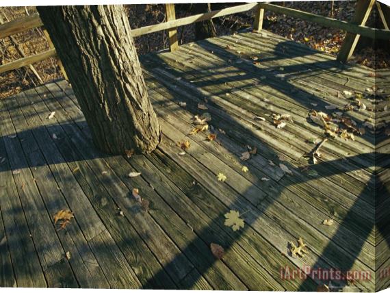 Raymond Gehman Wooden Observation Deck with Tree Trunk at The Nature Center Stretched Canvas Painting / Canvas Art