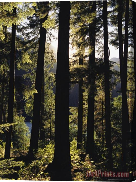 Raymond Gehman Woodland View of a Forest of Tall Evergreens Stretched Canvas Print / Canvas Art