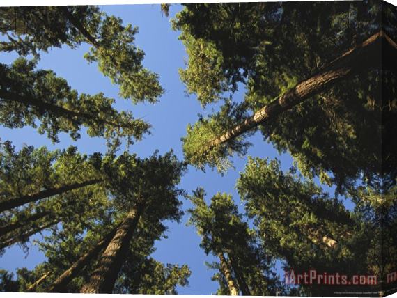 Raymond Gehman Woodland View of a Towering Forest of Evergreens Stretched Canvas Painting / Canvas Art