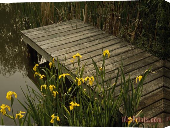 Raymond Gehman Yellow Irises Blooming by a Small Deck in a Calm Pond Stretched Canvas Print / Canvas Art