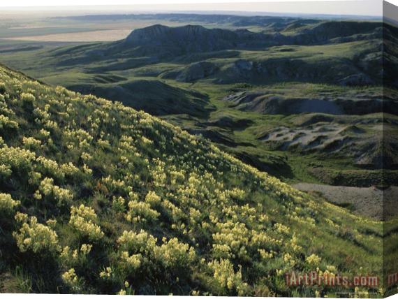 Raymond Gehman Yellow Locoweed Covers The Rolling Mesas of Grasslands National Park Stretched Canvas Print / Canvas Art