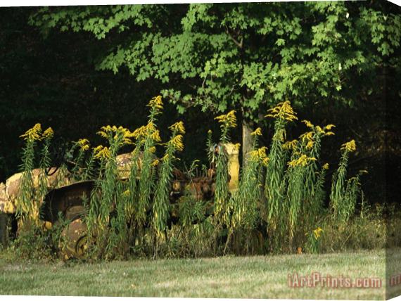 Raymond Gehman Yellow Tractor Hidden Behind Tall Plants Stretched Canvas Painting / Canvas Art
