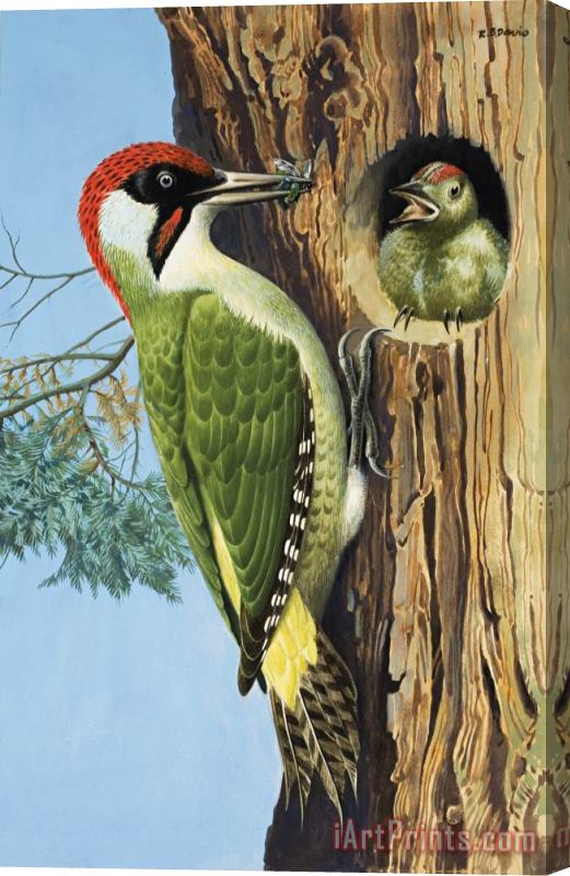 RB Davis Woodpecker Stretched Canvas Painting / Canvas Art