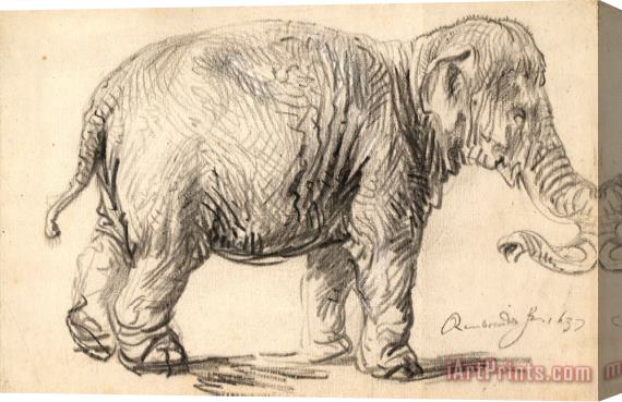 Rembrandt Harmensz van Rijn An Elephant, 1637 Stretched Canvas Print / Canvas Art
