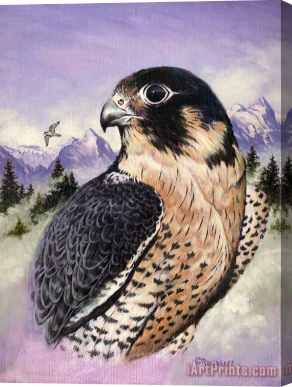 Richard De Wolfe Peregrine Falcon Stretched Canvas Print / Canvas Art