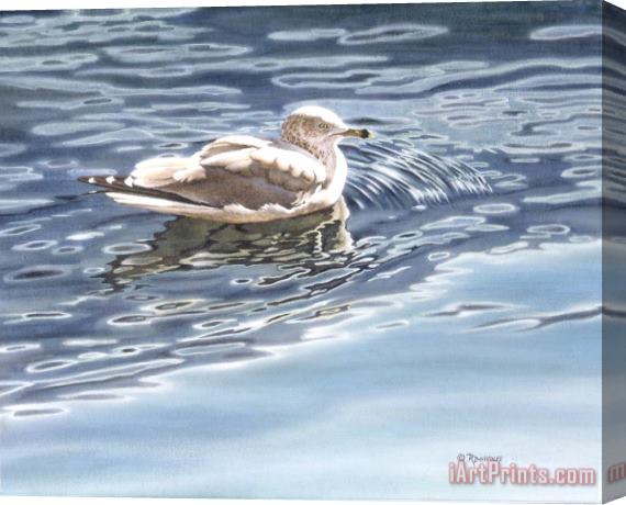 Richard De Wolfe Ringed Bill Gull Stretched Canvas Painting / Canvas Art