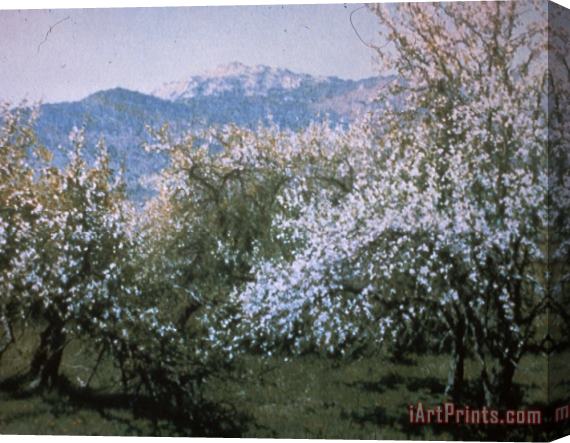 Richard Wheeler Whitney Abandoned Orchard Stretched Canvas Print / Canvas Art
