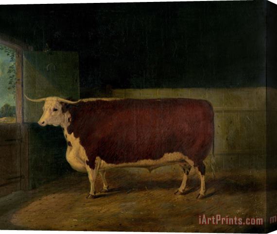 Richard Whitford Portrait of a Prize Hereford Steer Stretched Canvas Print / Canvas Art