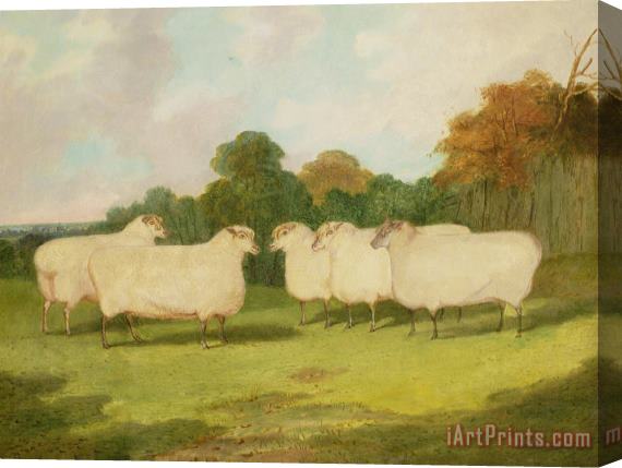 Richard Whitford Study of Sheep in a Landscape Stretched Canvas Print / Canvas Art