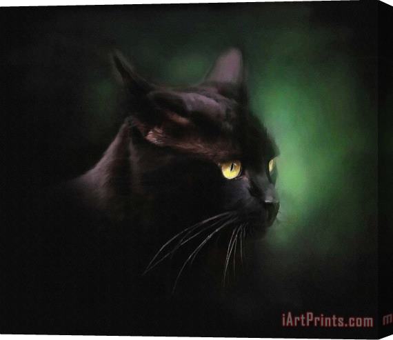 Robert Foster Black Cat Stretched Canvas Painting / Canvas Art