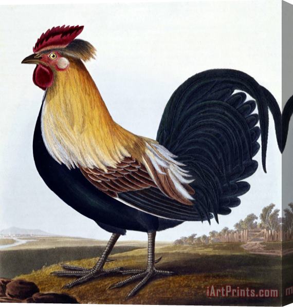 Robert Havell Cock (phasianus) Stretched Canvas Print / Canvas Art