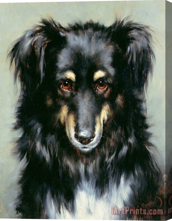 Robert Morley A Black and Tan Collie Stretched Canvas Print / Canvas Art