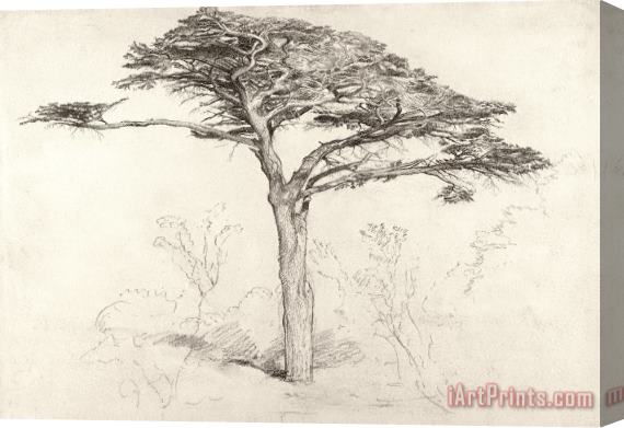 Samuel Palmer Old Cedar Tree In Botanic Garden Chelsea Stretched Canvas Print / Canvas Art