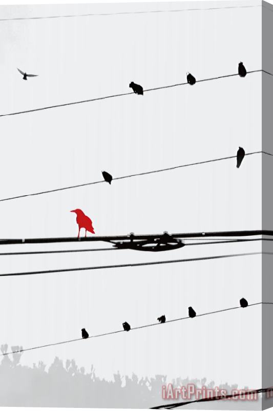 Sara Abbott Birds on a Wire I Stretched Canvas Print / Canvas Art