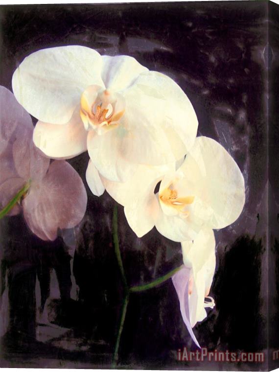 Sara Abbott Midnight Garden II Stretched Canvas Print / Canvas Art