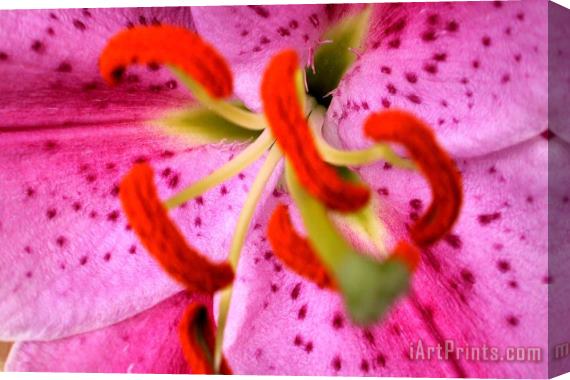 Sarah O Toole Pink Aroma Stretched Canvas Print / Canvas Art