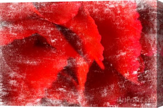 Sia Aryai Carnation Red I Stretched Canvas Print / Canvas Art
