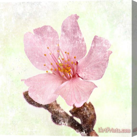Sia Aryai Cherry Blossom Stretched Canvas Painting / Canvas Art