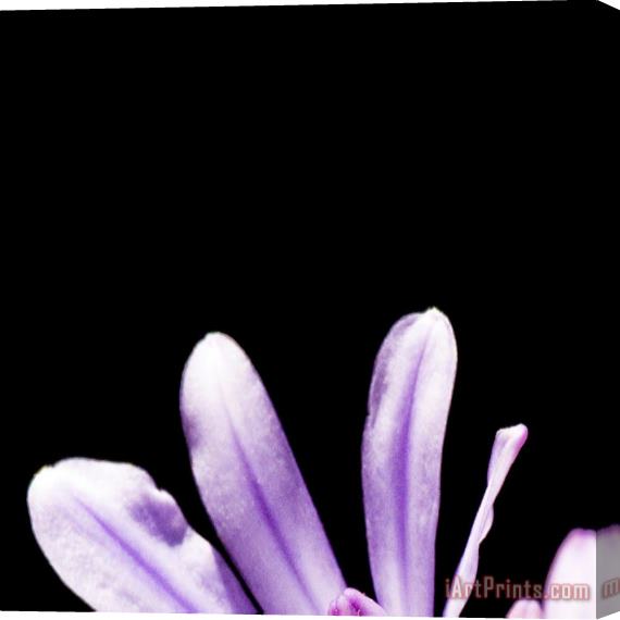 Sia Aryai Floret Purple I Stretched Canvas Print / Canvas Art