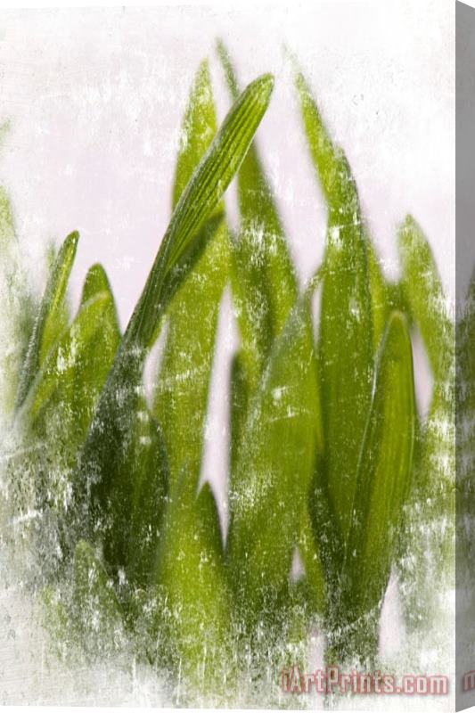 Sia Aryai Green Grass I Stretched Canvas Print / Canvas Art