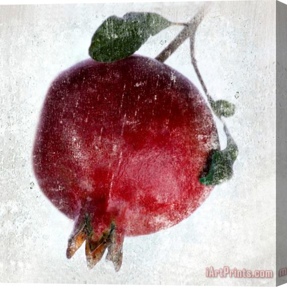 Sia Aryai Pomegranate Stretched Canvas Print / Canvas Art