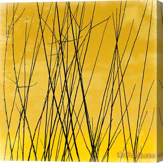 Sia Aryai Shine I Stretched Canvas Print / Canvas Art
