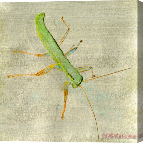 Sia Aryai Sugar Bug I Stretched Canvas Print / Canvas Art