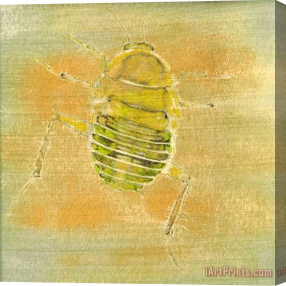 Sia Aryai Sugar Bug III Stretched Canvas Print / Canvas Art