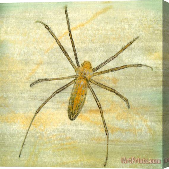 Sia Aryai Sugar Bug V Stretched Canvas Print / Canvas Art