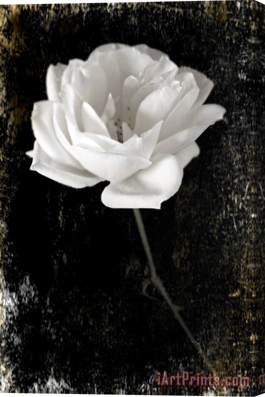 Sia Aryai White Rose Stretched Canvas Print / Canvas Art