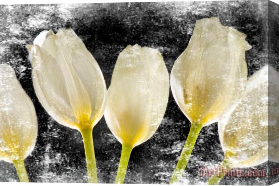 Sia Aryai White Tulips II Stretched Canvas Painting / Canvas Art