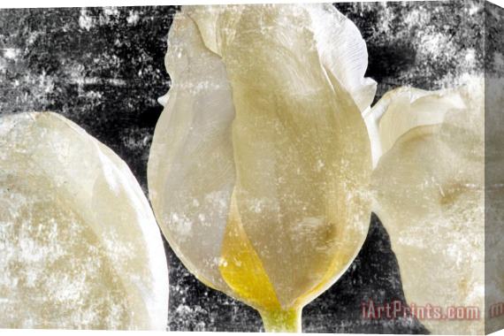 Sia Aryai White Tulips III Stretched Canvas Print / Canvas Art