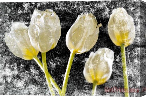 Sia Aryai White Tulips IV Stretched Canvas Painting / Canvas Art