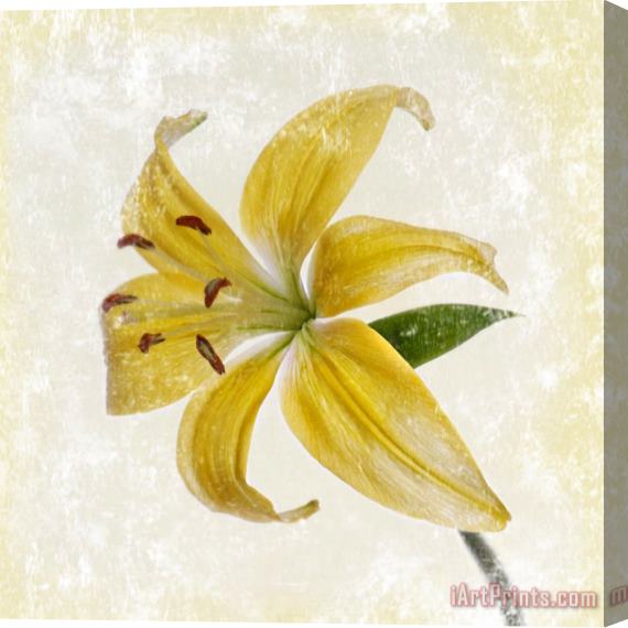 Sia Aryai Yellow Lily Stretched Canvas Print / Canvas Art