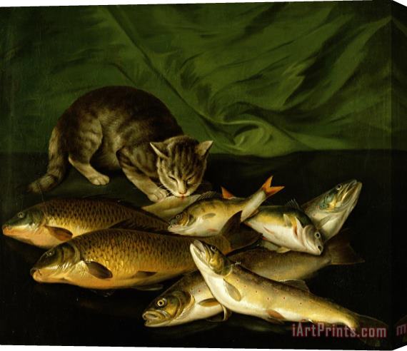 Stephen Elmer A Cat with Trout Perch and Carp on a Ledge Stretched Canvas Print / Canvas Art