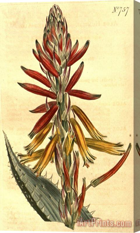 Sydenham Teast Edwards Aloe Humilis 1804 Stretched Canvas Print / Canvas Art