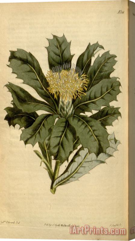 Sydenham Teast Edwards Botanical Magazine 1581 Dryandra Floribunda Stretched Canvas Print / Canvas Art