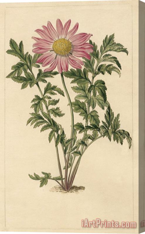 Sydenham Teast Edwards Chrysanthemum Roseum Stretched Canvas Print / Canvas Art
