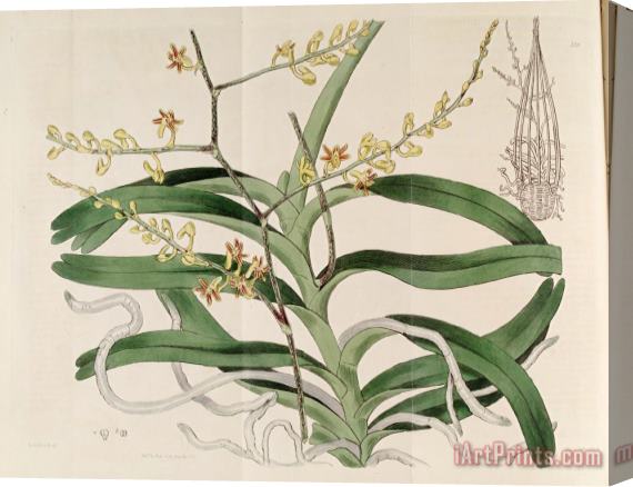 Sydenham Teast Edwards Cleisostoma Paniculatum (as Aerides Paniculata) 1817 Stretched Canvas Print / Canvas Art