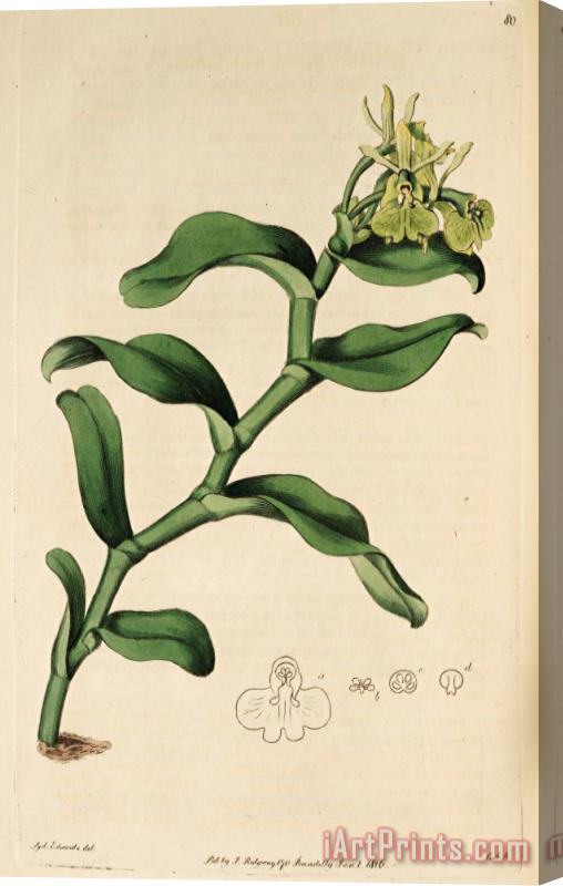 Sydenham Teast Edwards Epidendrum Umbelliferum (as Epidendrum Umbellatum) 1815 Stretched Canvas Print / Canvas Art