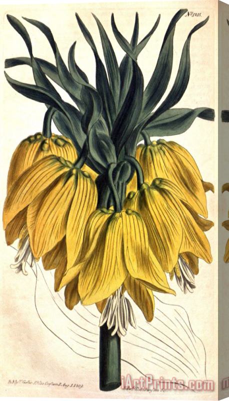 Sydenham Teast Edwards Fritillaria Imperialis (subgenus Petilium) 1809 Stretched Canvas Print / Canvas Art
